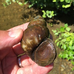 Heterogen japonica