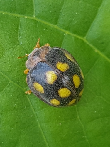 Epilachna mexicana