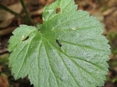 Temnothorax longispinosus