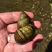 Japanese Mystery Snail - Photo (c) Rich Holschuh, some rights reserved (CC BY-NC), uploaded by Rich Holschuh