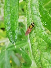 Chloromyia
