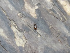 Elaphropus