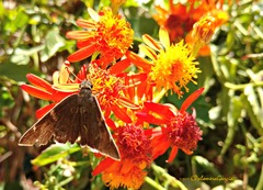 Eudaminae