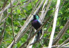 Cinnyris bifasciatus