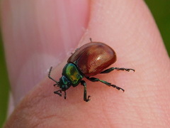 Chrysolina polita