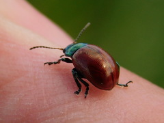 Chrysolina polita