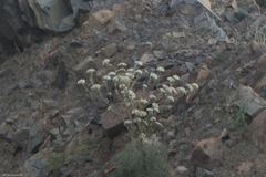 Seseli ponticum