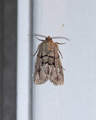 Sympistis dinalda