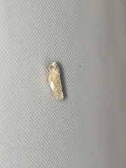 Paraphlepsius continuus