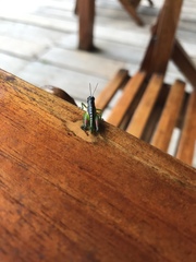 Liebermannacris dorsualis