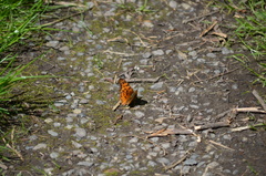 Polygonia satyrus