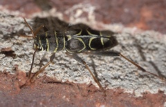 Neoclytus scutellaris
