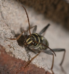 Neoclytus scutellaris