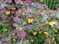 Berberis × ottawensis