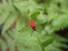 Dictyoptera simplicipes