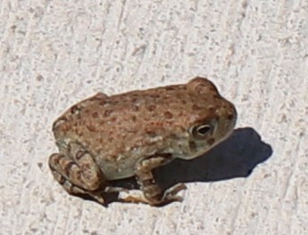 Woodhouse's Toad photographed in Nevada