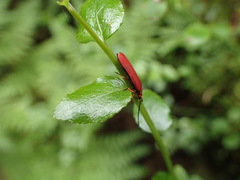 Dictyoptera simplicipes
