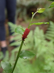 Dictyoptera simplicipes