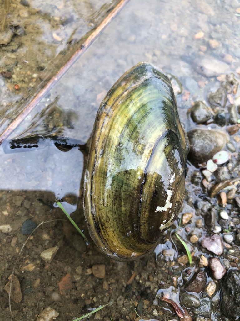 Floater Mussels