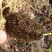 Peronia verruculata - Photo (c) colinmorita, algunos derechos reservados (CC BY-NC), subido por colinmorita