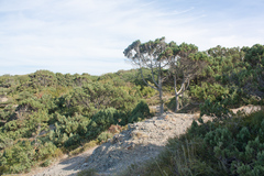 Juniperus excelsa