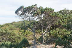 Juniperus excelsa