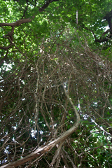 Smilax excelsa