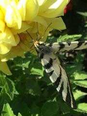 Iphiclides podalirius