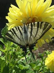 Iphiclides podalirius