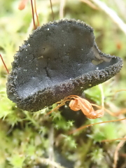 Helvella fibrosa