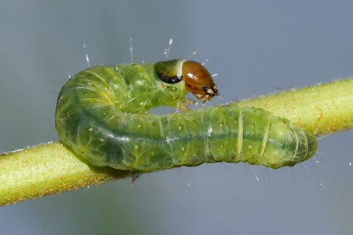 Oblique-banded Leafroller Moth, photo 2 of 10