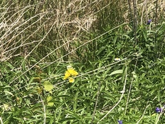 Oenothera pilosella