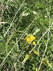 Oenothera pilosella