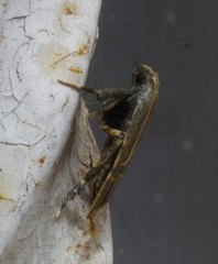 Parachma ochracealis
