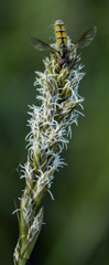 Carex sartwellii
