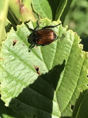 Phyllopertha horticola