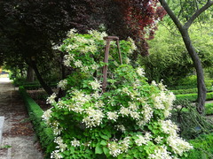 Hydrangea hydrangeoides