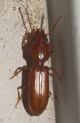 Clivina planicollis