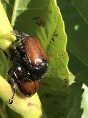 Phyllopertha horticola