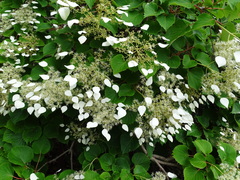 Hydrangea hydrangeoides