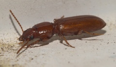 Clivina planicollis