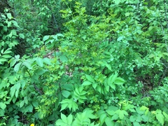 Phragmidium violaceum