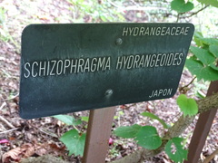 Hydrangea hydrangeoides