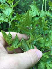 Phragmidium violaceum
