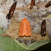 Southern Ugly-nest Caterpillar Moth - Photo (c) Royal Tyler, some rights reserved (CC BY-NC-SA), uploaded by Royal Tyler