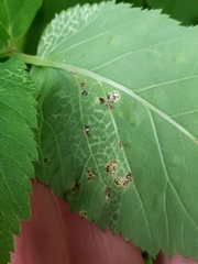 Puccinia aegopodii