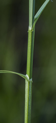 Carex sartwellii