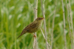 Locustella lanceolata