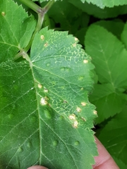 Puccinia aegopodii