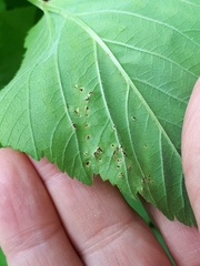 Puccinia aegopodii